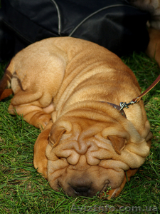 продам породистых щенков шар-пея #102214