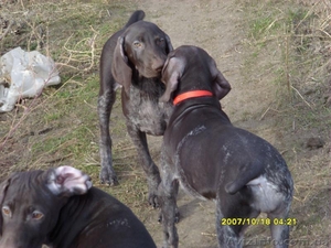 Щенки Курцхаара продам #73405