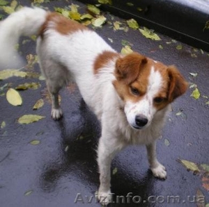 Очень симпатичный пёсик #100547