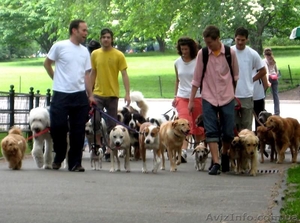 Выгул собак в Киеве #92652