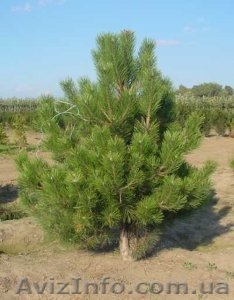 продажа живых новогодних елок #96998