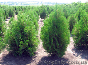 Саженцы декоративных кустарников #94826