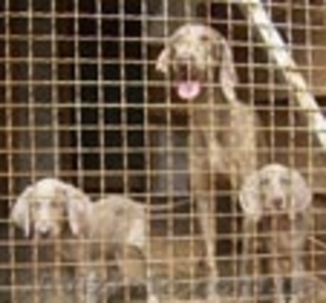 Продажа щенков любой породы #92654