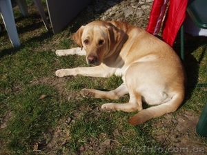 Предлагаем   лабрадор   для вязки. #95905