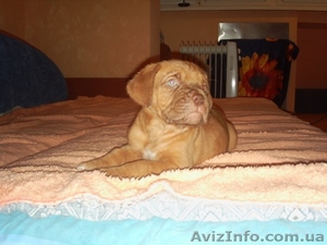 Продам щенка Бордовского дога #87839