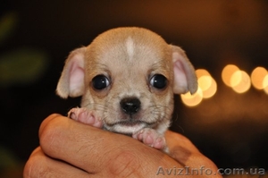 щенки чихуа-хуа #99502