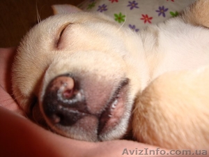 Подарю собаку добрым людям #96588