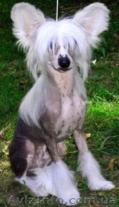 Китайская хохлатая щенки продам #88642