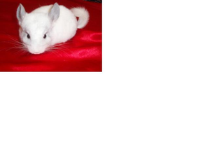  Постоянно продаем  племенных шиншилл различных окрасов  #97199