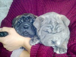 Щенки Мастино Наполетано (Неаполетанский мастиф) #106284