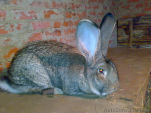 Продам породистих кролів #107710