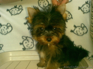 подарок к новому году #115369