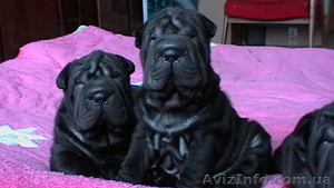 Голубогенные щенки шарпея #119329