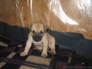 Чудо из Южной Африки!БУРБУЛЬ!! #111820