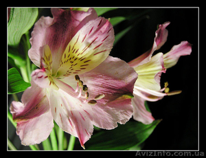 Самый большой выбор цветов! #109880