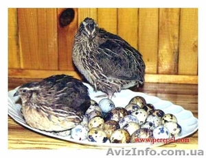 продам перепелов одесса #107527