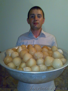 весёлку обыкновенную #111630