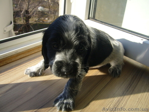 щенки английского кокер-спаниеля #111173