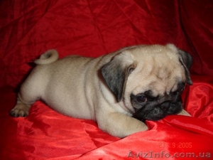 ПРОДАМ СРОЧНО ЩЕНКОВ МОПСА) #99388