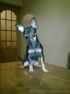 щенок той-терьера #61460