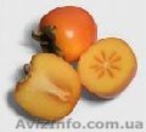 чп Корниенко Юрий #110664