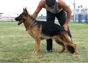 щенки немецкой овчарки д.рождения 01.11.10 #104760