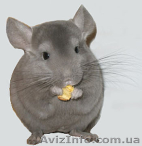 Шиншилла,  Шиншиллы в Киеве #108779