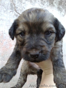 Ищут хозяина 8- щенков #115059