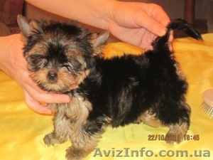 Йоркширский терьер, Клеймо, КСУ #104724