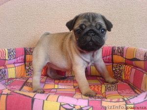 Замечательные мопсики #110888