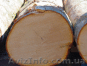 Круглый лес (кругляк,  пиловочник) - Клен #106974