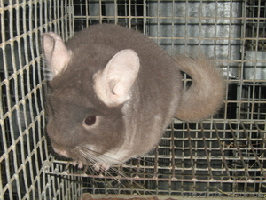 Постоянно продаем  племенных шиншилл различных цветов для разведения и   для дом #106264