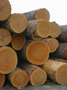 Круглый лес (кругляк,  пиловочник) - Черешня #106972