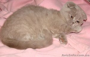 Продам вислоухую девочку!!!Харьков #103922