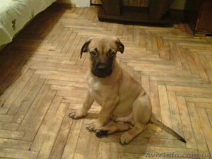 Продам щенка бульмастифа #110927