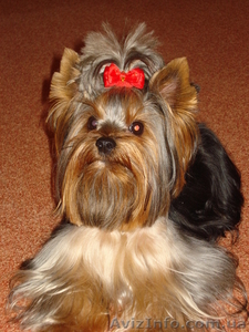 Красавец Мальчик йоркшир ищет невесту для вязки   #109319