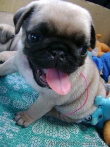 Мопс-щенки шоу класса #109312