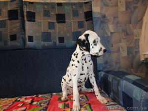 продаются щенки Далматина #119059