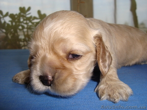 продам щенков американского кокер спаниеля #108489