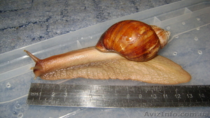 Улитка сухопутная Ахатина ФУЛИКА и Ахатина РЕТИКУЛЯТА  ПРЕДЛАГАЮ #104733