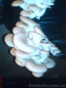 свежие грибочки Вешенка только у нас оптом #113605