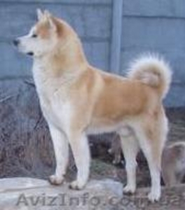 г.Николаев ,  Вадим,  stepan201070@mail.ru,  +380672704694 #109281