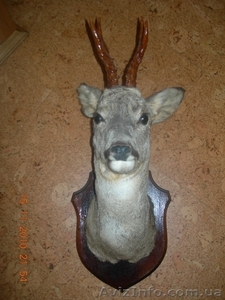 чучело самца косули #110668