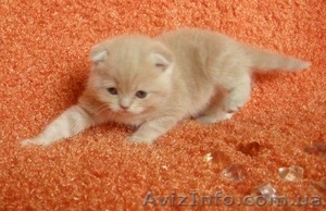 Шотландские вислоухие котята. #110790