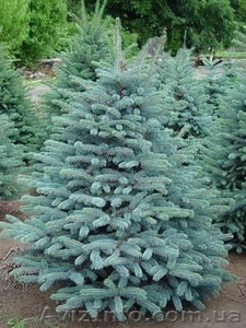 Ель голубая на посадку #107146