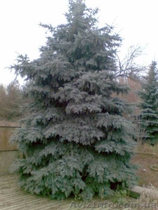 Продам две голубые ели. #103156