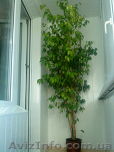 Продам фикус Бенджамина #110230