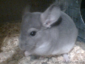 шиншиллы разных окрасов #111952