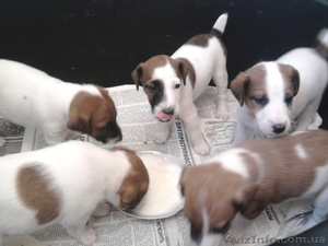 щенки гладкошерстного фокстерьера #101818