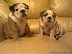 Продажа щенков английского бульдога #115667